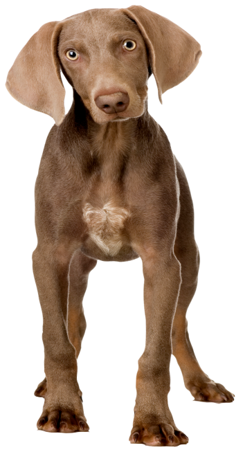 Pinnacle Pet Dog