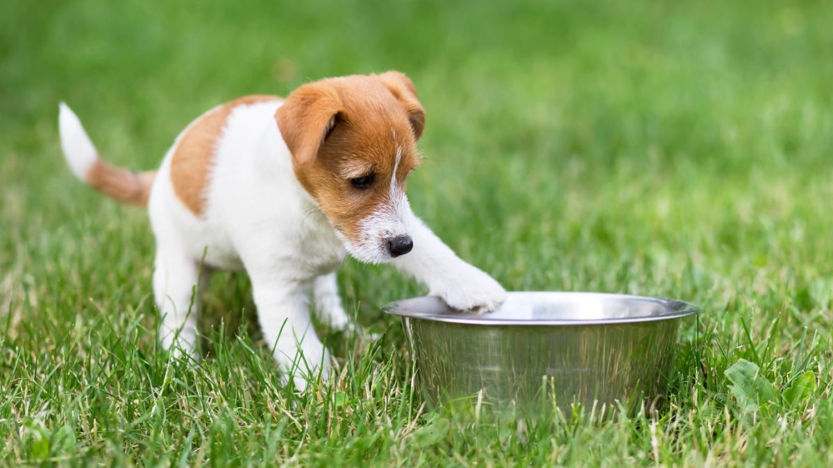 What-is-canine-care-certifiedfeatured image