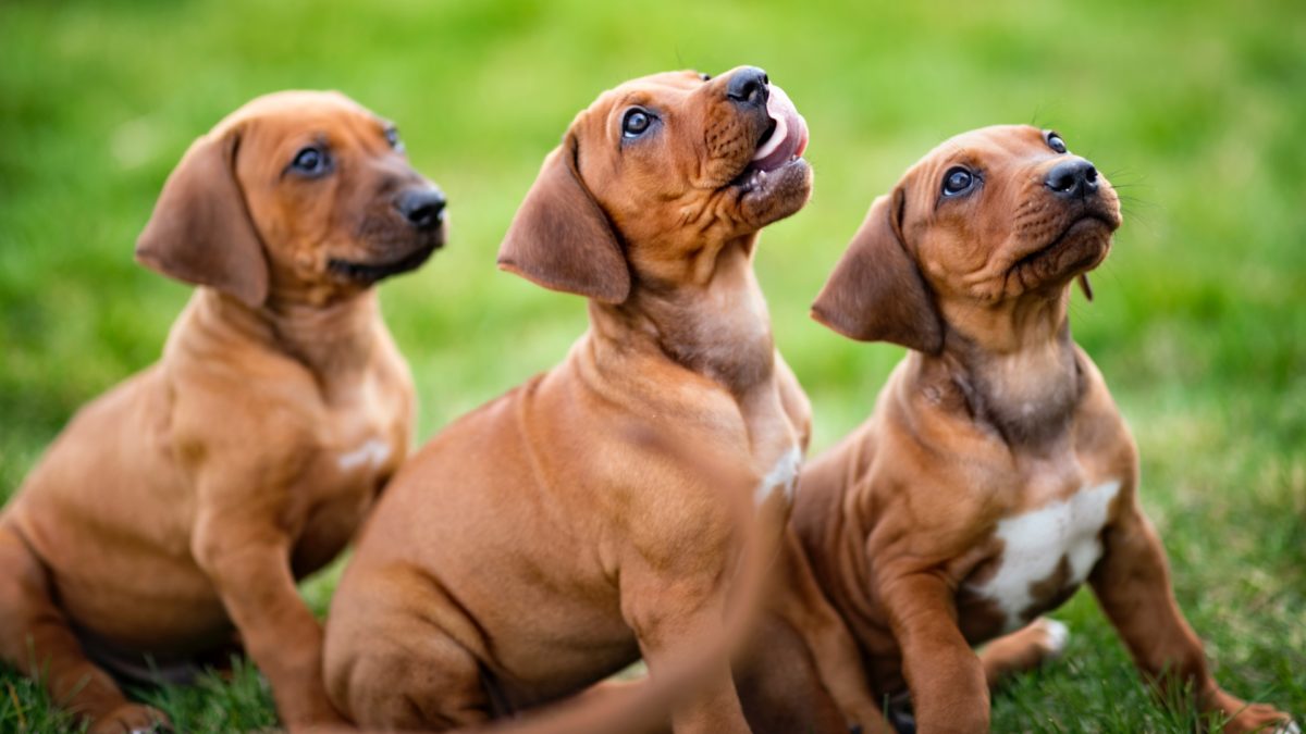 Why Your Puppy Needs Socializationfeatured image