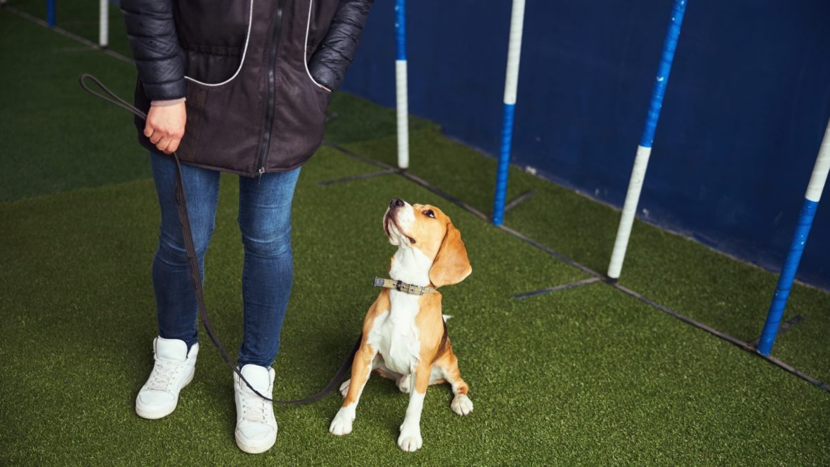 When Should I Start Training My Puppy | The Importance of Puppy Trainingfeatured image