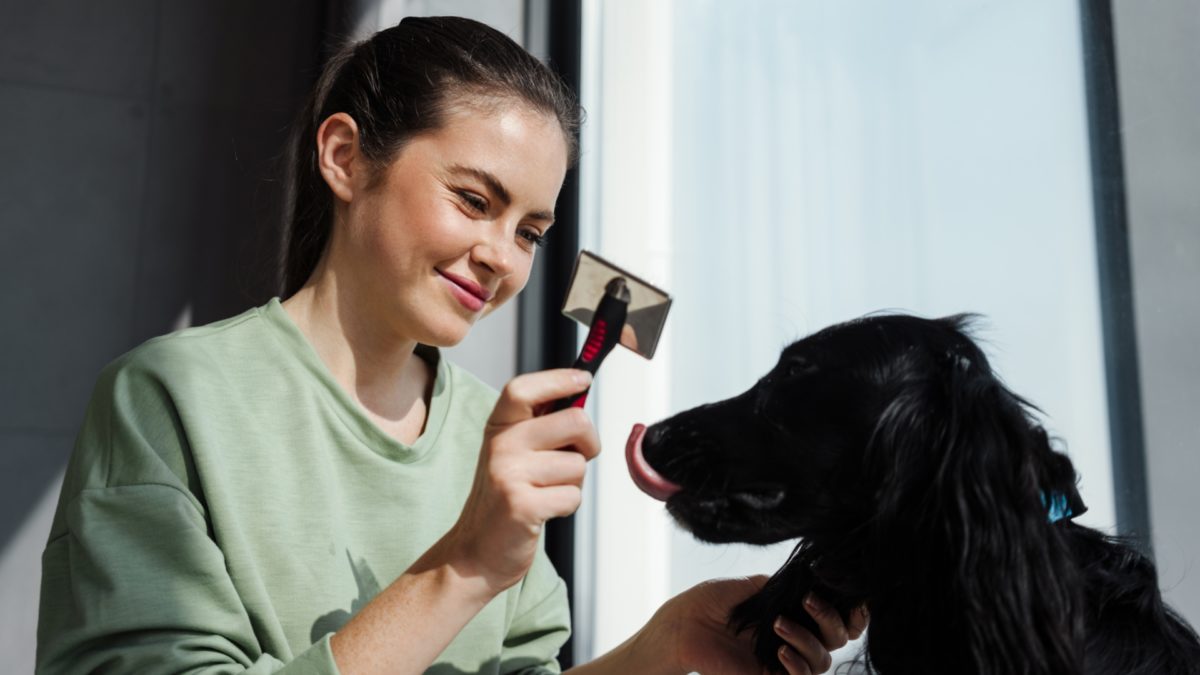 4-Tips-for-Grooming-Your-Dogfeatured image