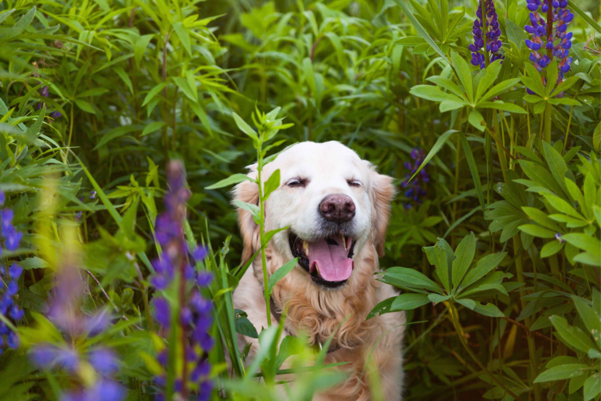 Dog surrounded by plantsfeatured image