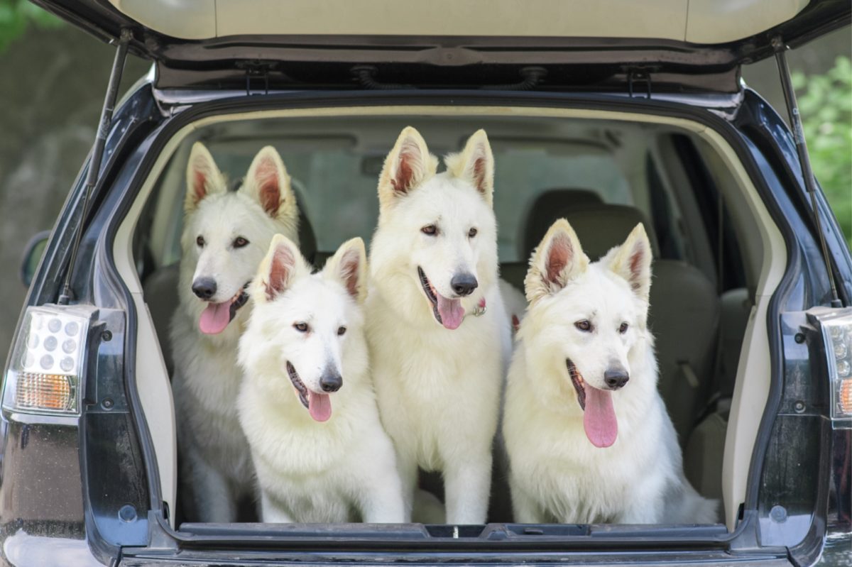 The-Canine-Care-Certified-Program-at-Purdue-Veterinary-Universityfeatured image