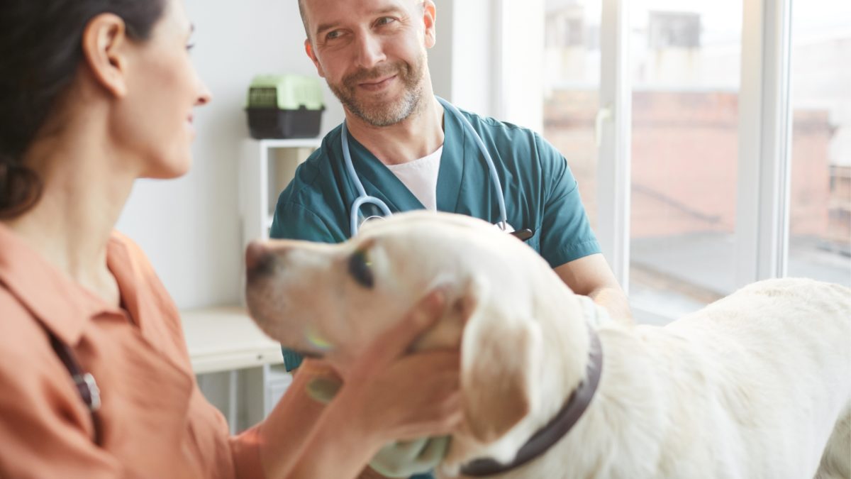 canine-hypothyroidismfeatured image