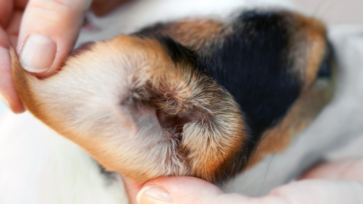 cleaning-your-dogs-earsfeatured image