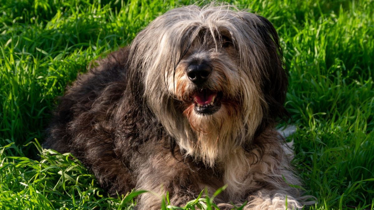 polish-lowland-sheepdogfeatured image