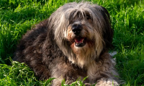 Unique Dog Breeds: The Polish Lowland Sheepdog